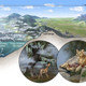 Infographic showing how mercury makes its way into the terrestrial food web.